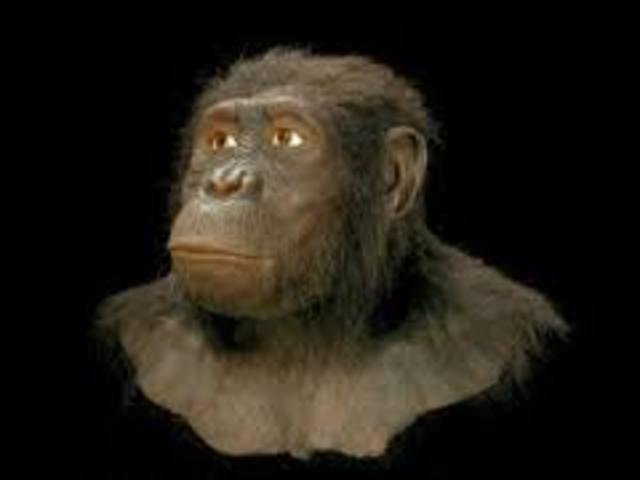 Australopithecus Anamensis