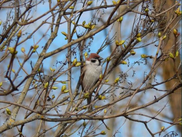 В ожидании первых листочков