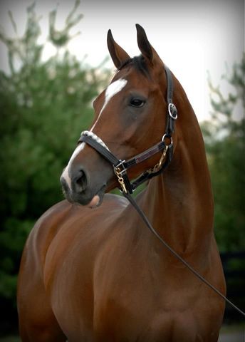 I got My first horse