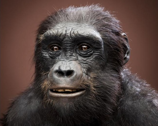 Sahelanthropus tchadensis