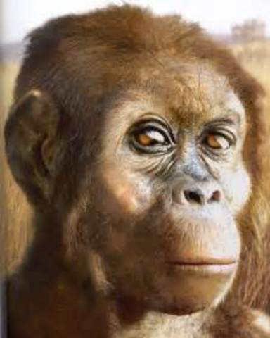 Australopithecus anamensis