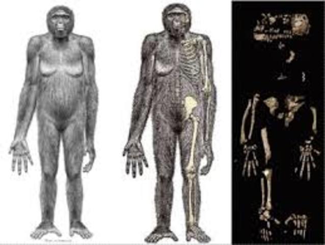 Ardipithecus ramidus
