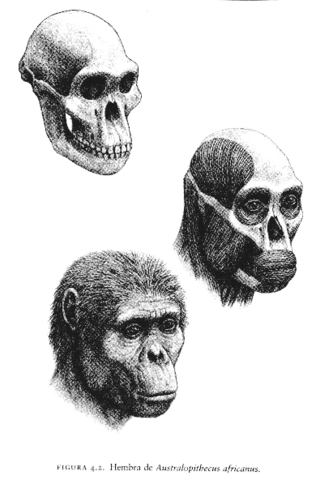 Australopithecus africanus