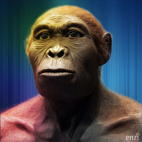 Homo habilis