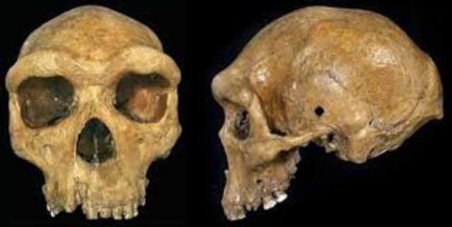 Homo heidelbergensis