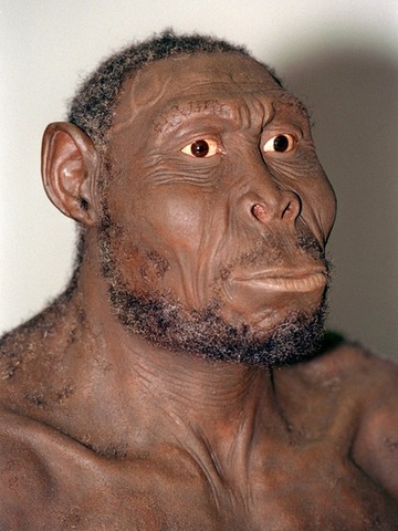 Homo rudolfensis