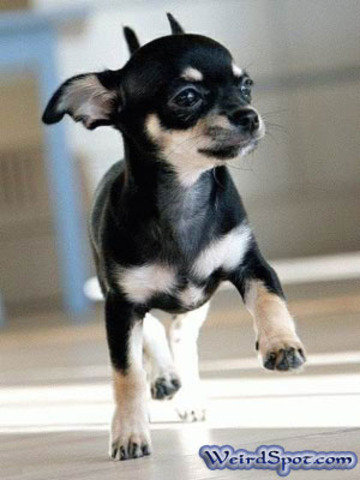 The time i got a chiwawa