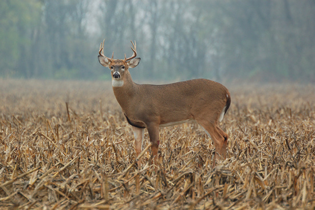 First Deer