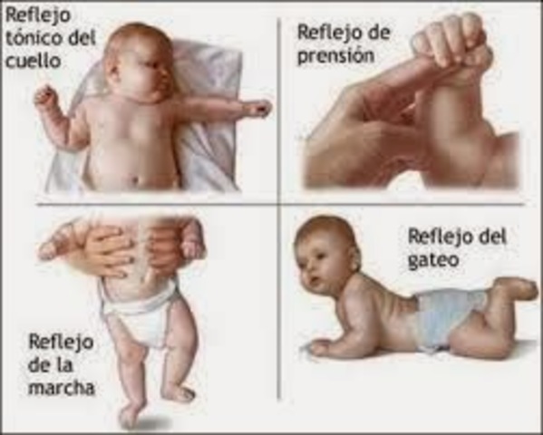 Etapas de Desarrollo Cognitivo.