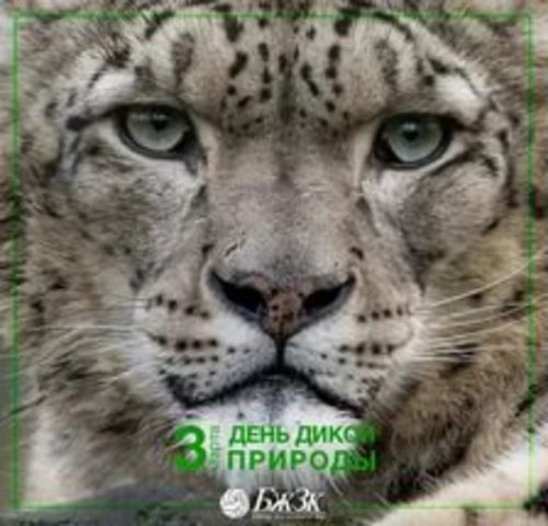 Всемирный день дикой природы