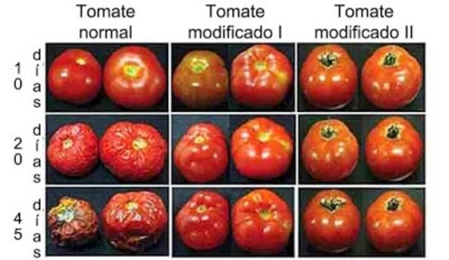 Plantas transgénicas.