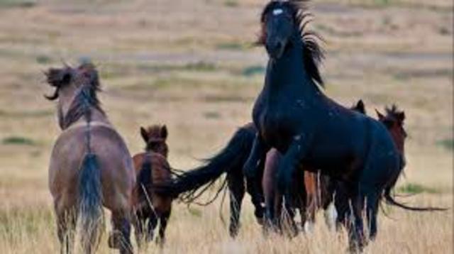 Public Rangelands Improvement Act