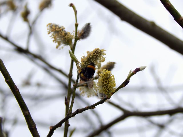 Мохнатый шмель