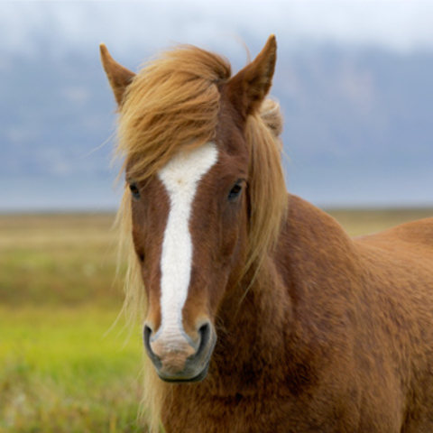 Domestication of Horses