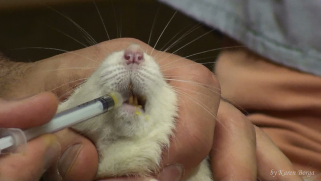 Penicilina protege a los ratones de infecciones