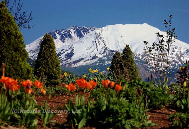 Mount St. Helens Erupts pt.4