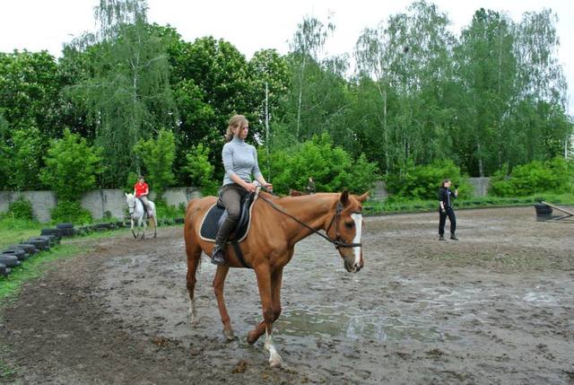 Кінний вишкіл