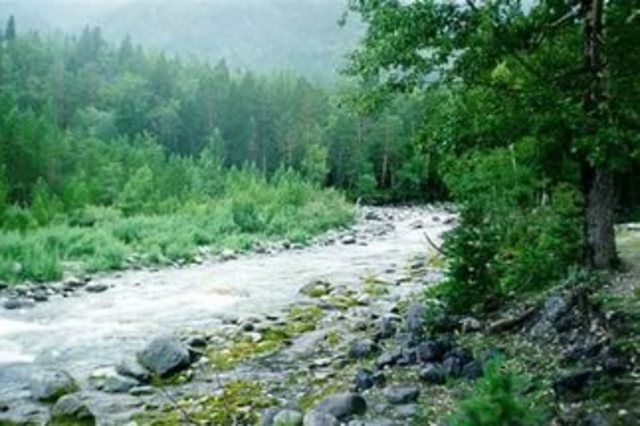 Охрана лесных ресурсов и лесовосстановление