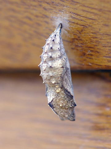 Chrysalis