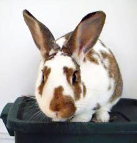 I got a bunny (my bunny also died that year)