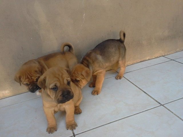 Nacimeinto de los cachorros de mi mascota