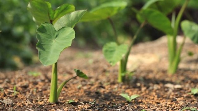 Día Tres — Tierra y Vegetación