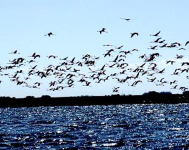 Día Cinco — Mar criaturas incluyendo los peces y las aves