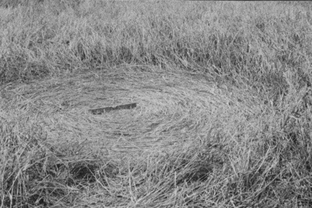 Círculos de las cosechas