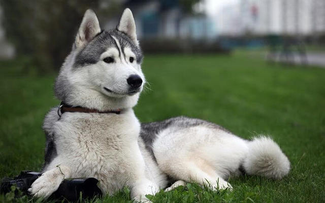 husky siberiano