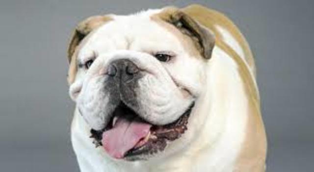 bulldog