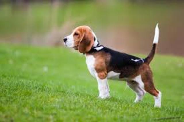 beagle