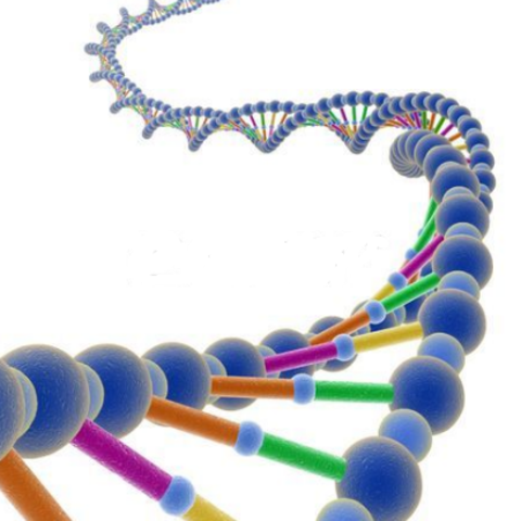 Rosalind Franklin, J. Watson y F. Crick