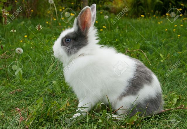 Mi primera mascota, Catrina