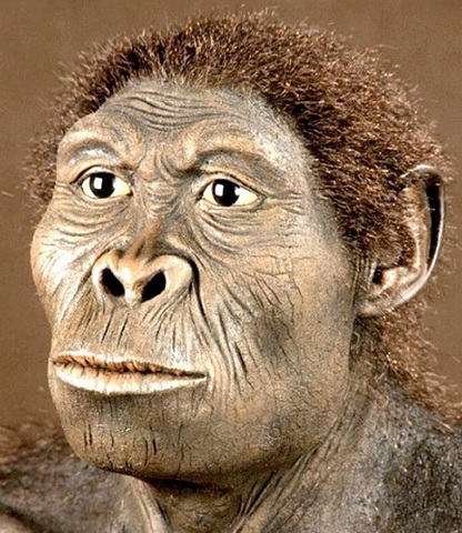 HOMO HABILIS