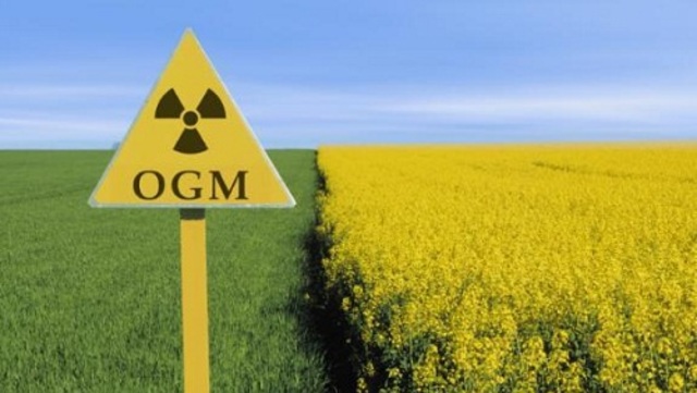 Le coltivazioni geneticamente modificate