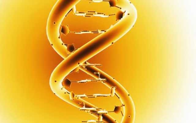 i geni dell'autismo e l'evoluzione del cervello