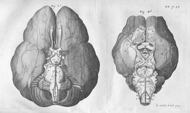 Thomas Willis Published First Brain Anatomy Atlas