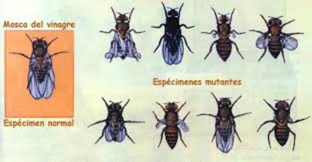 Experimentos con moscas del vinagre demuestran que los genes se encuentran en los cromosomas.