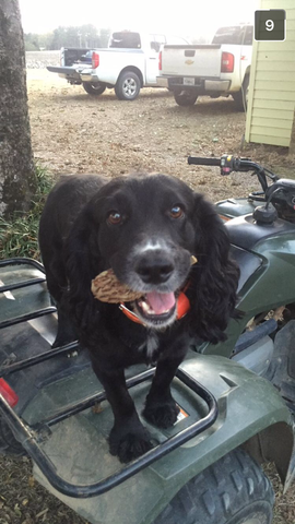 first cocker spaniel