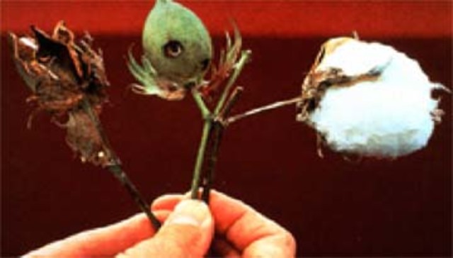 Se generalizan los cultivos de plantas transgénicas.