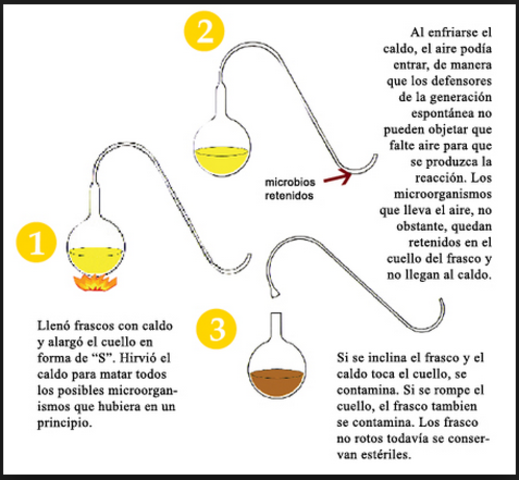 Experimento Pasteur