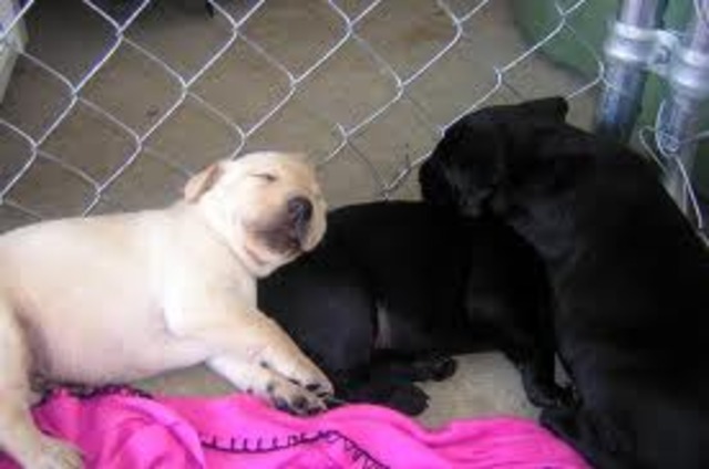 First sighting of Bella