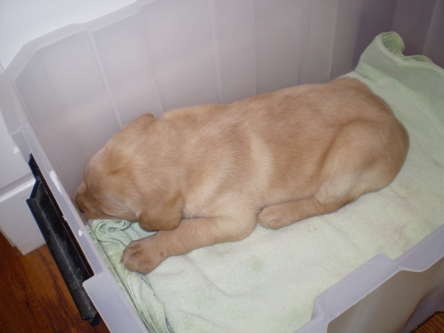 Bringing home the puppy.