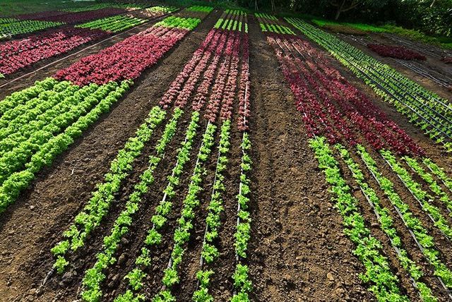 what  did they trade?