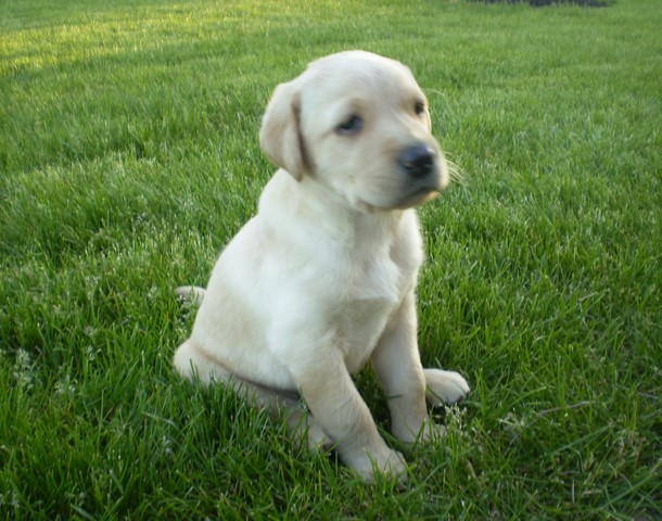 Bella learns to "sit" for the first time.