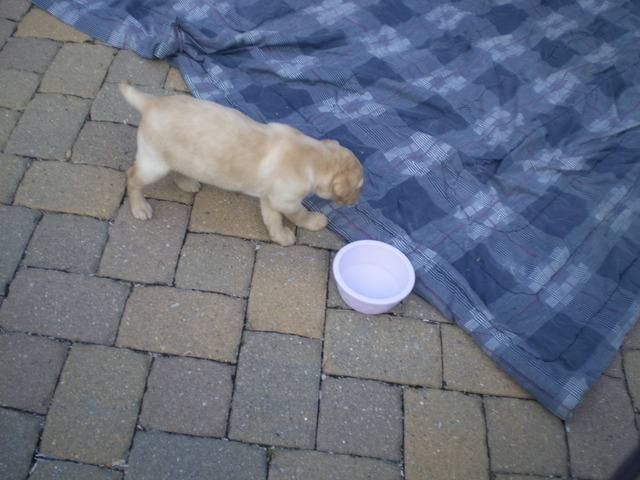 Bella's first meal with us