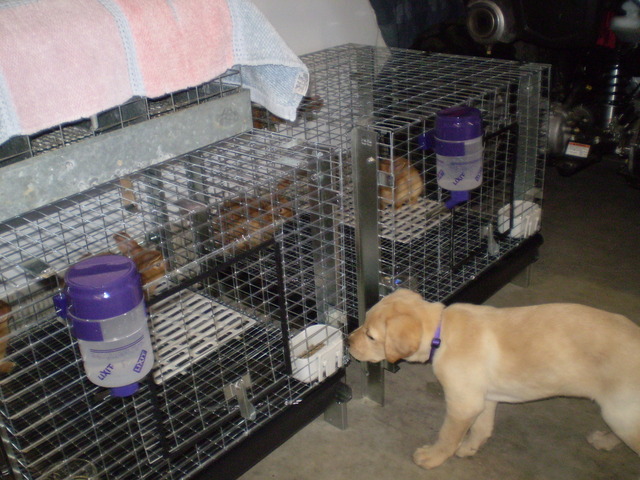 Bella meets the bunnies