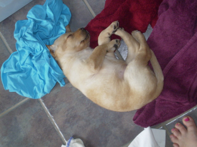 Bella plays in the laundry