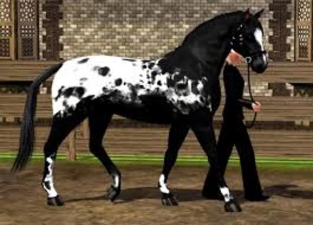 got my first horse in 2009