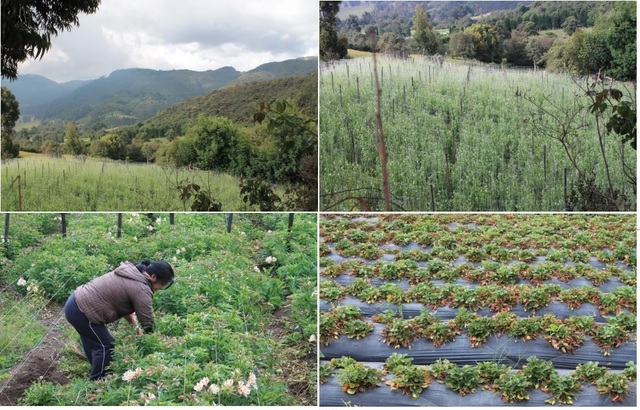 SEMBRADOS Y CULTIVOS